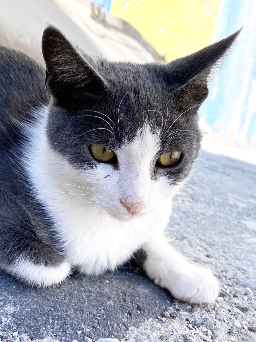 Cats of Santorini.