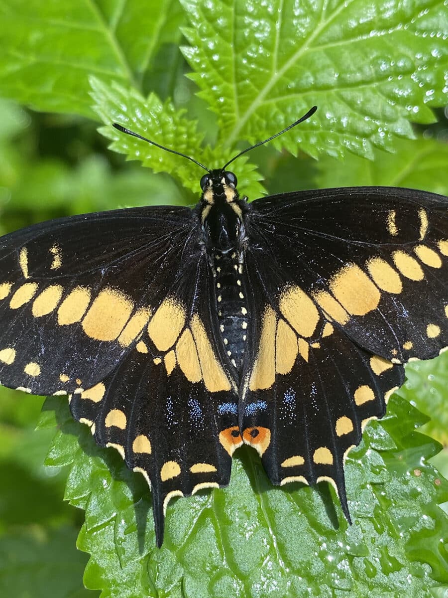 The butterfly farm, Aruba.