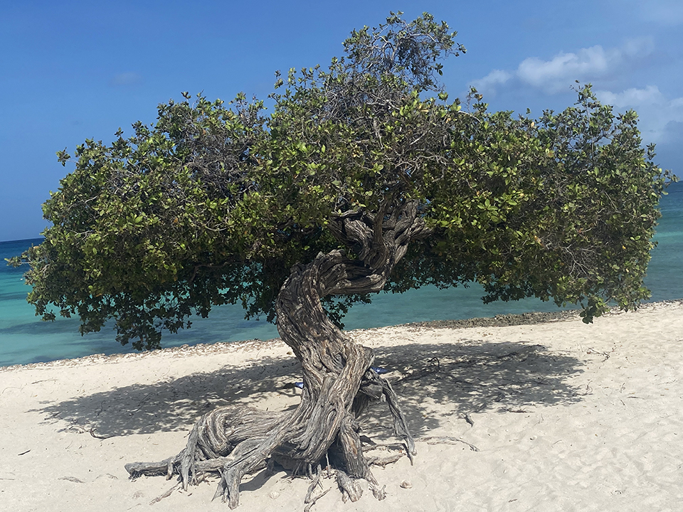 The Divi-divi tree of Aruba.