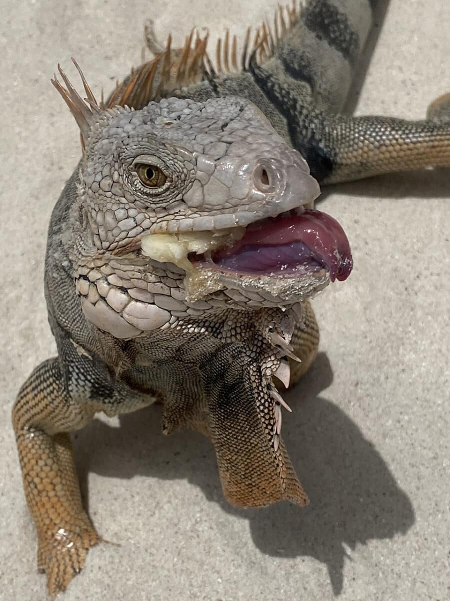 Iguana eating banana, Aruba.