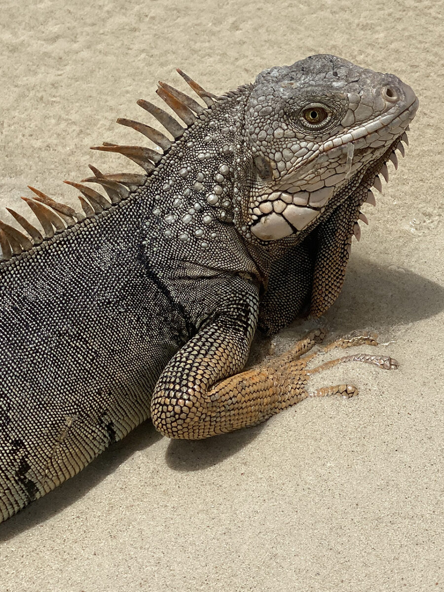 Iguana, Aruba.