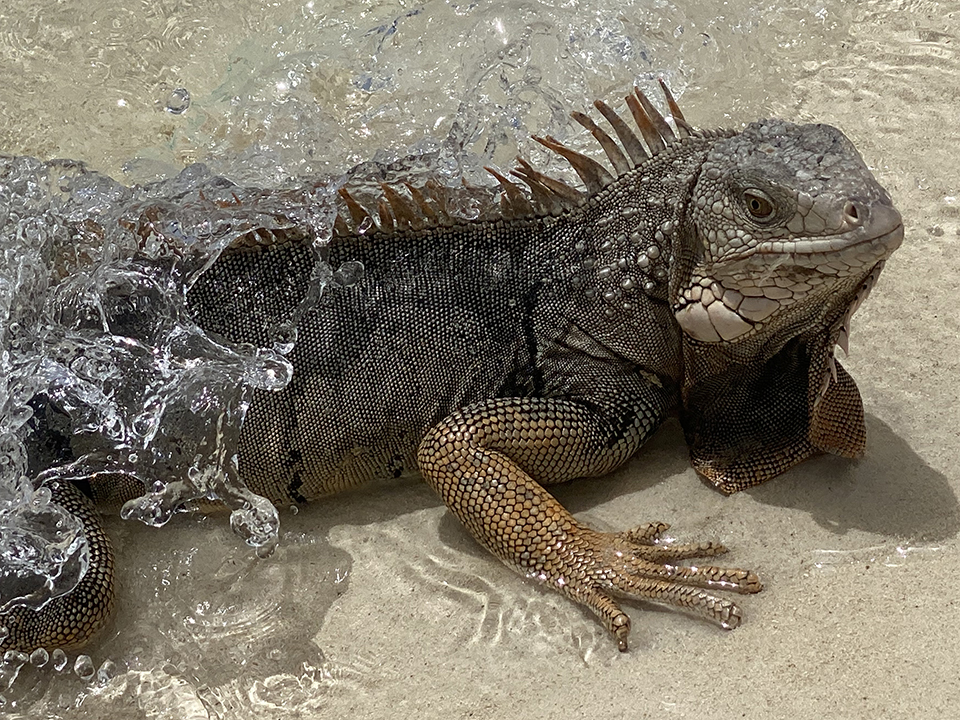 Iguana on Palm Beach.