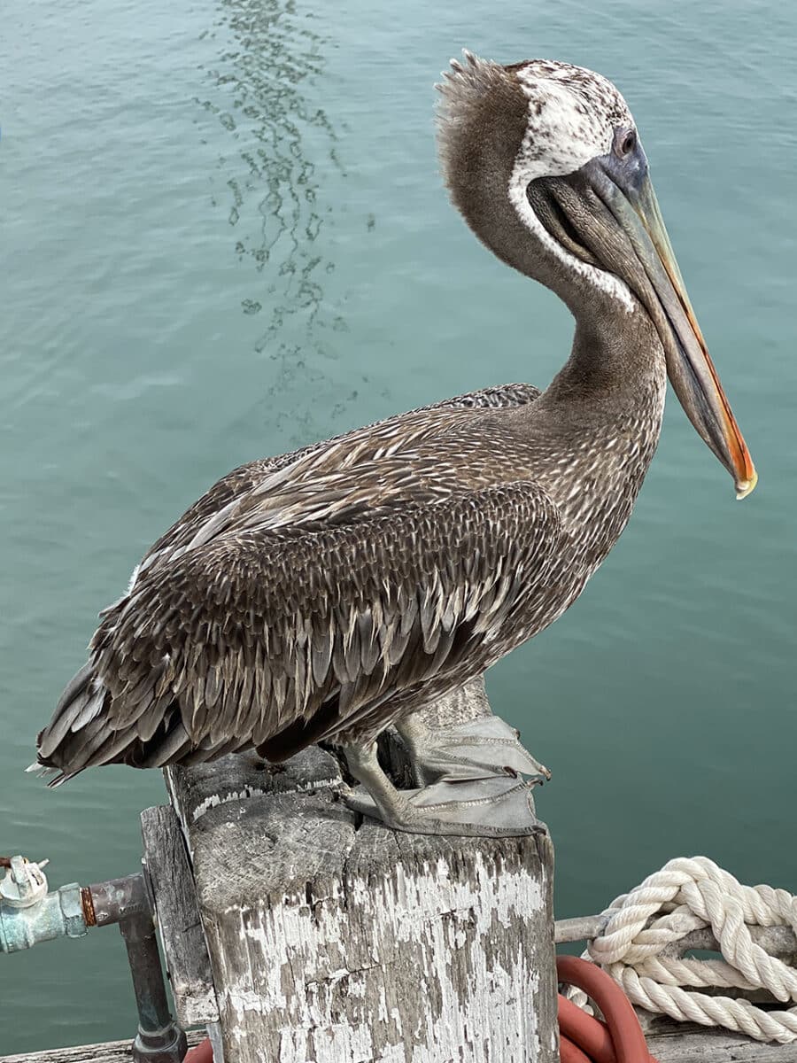 The residents of Oranjestad.