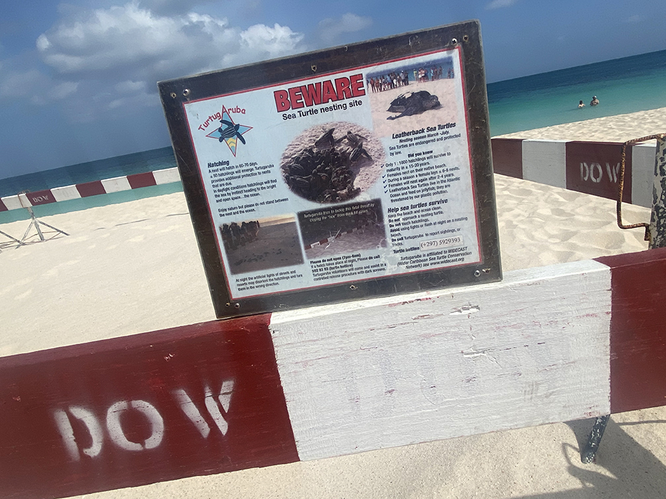 Leatherback Sea Turtle nesting site, Eagle Beach, Aruba.