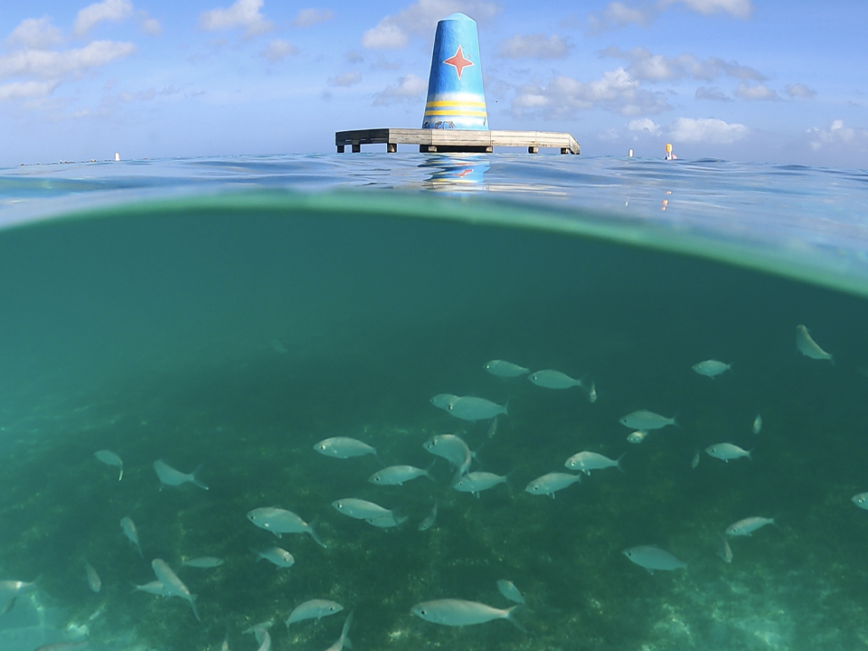 Snorkel in Aruba.