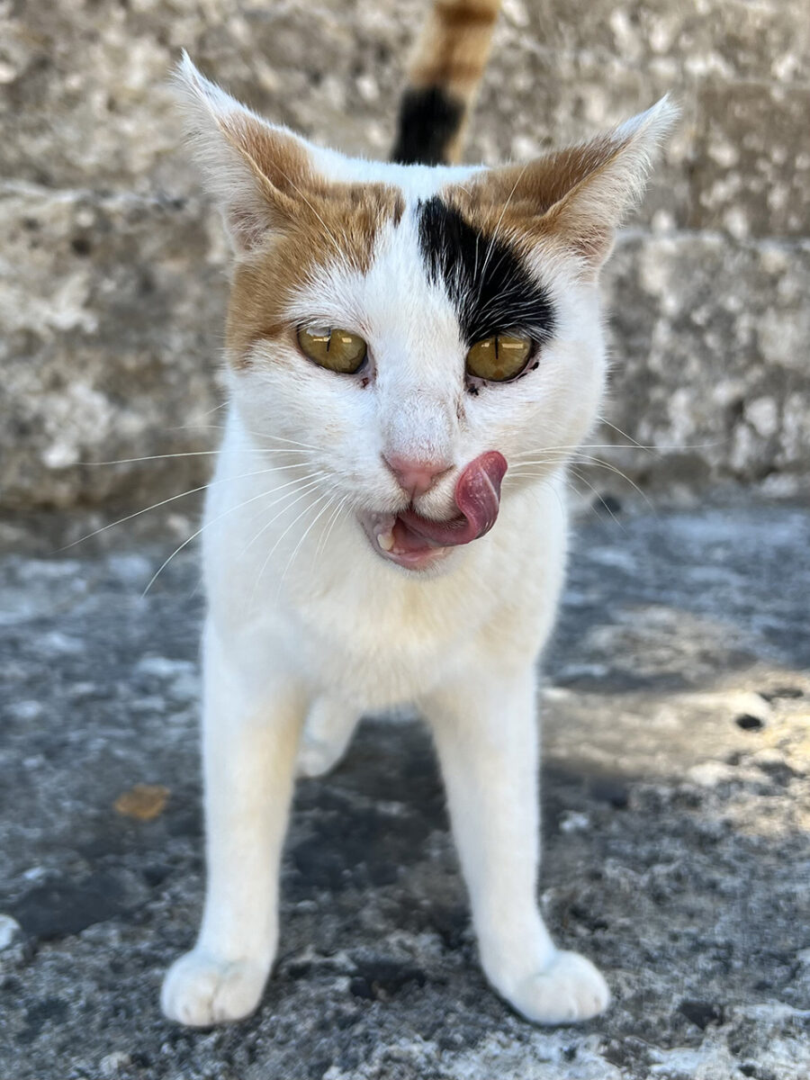 The cats of Rhodes.